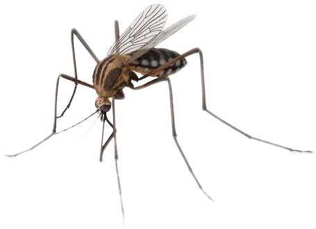 Close Up Mosquito Transparent Background