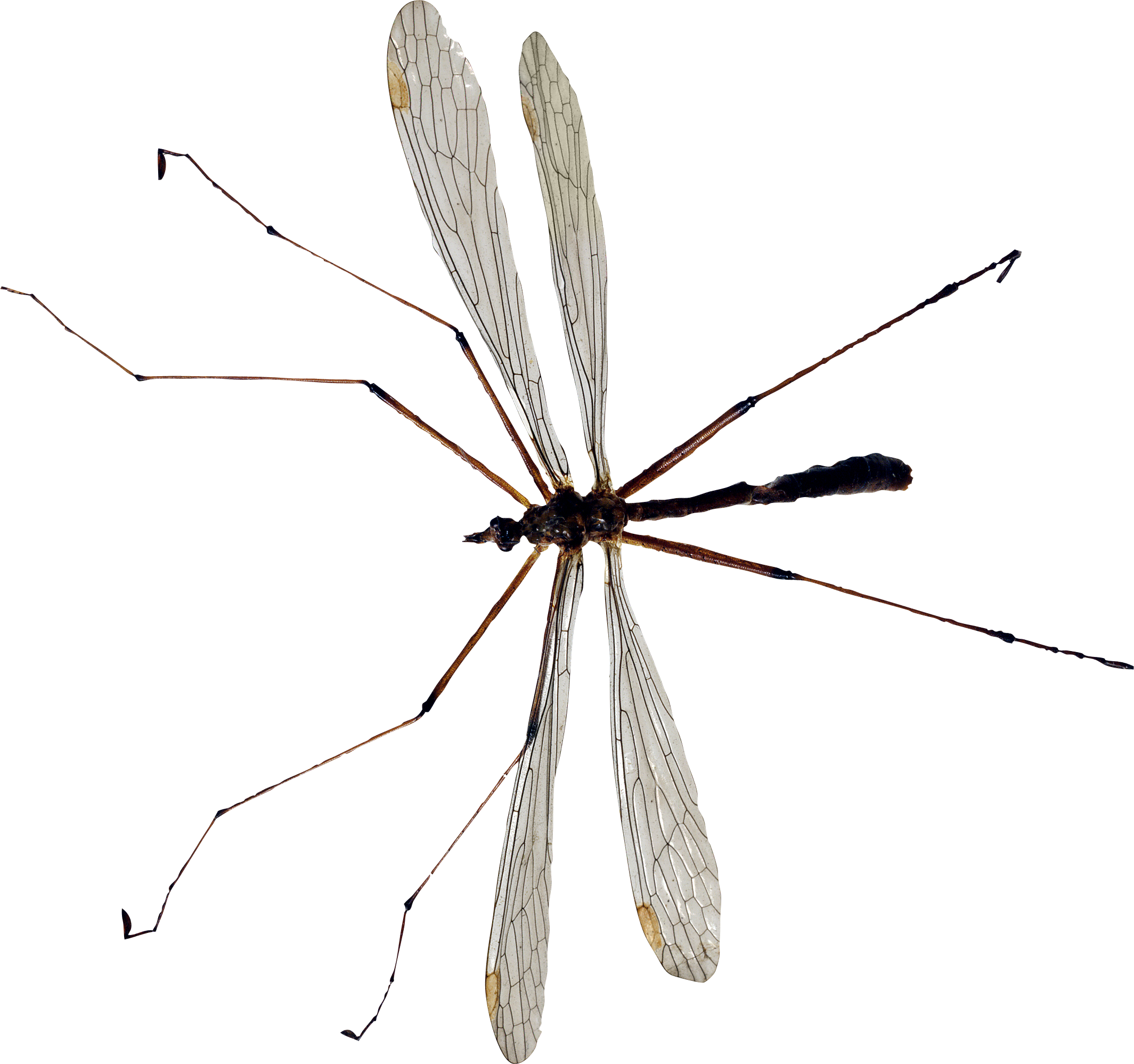 Close Up Mosquito Transparent Background