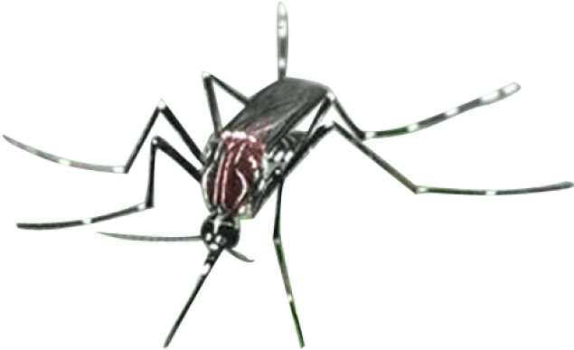 Close Up Mosquito Transparent Background