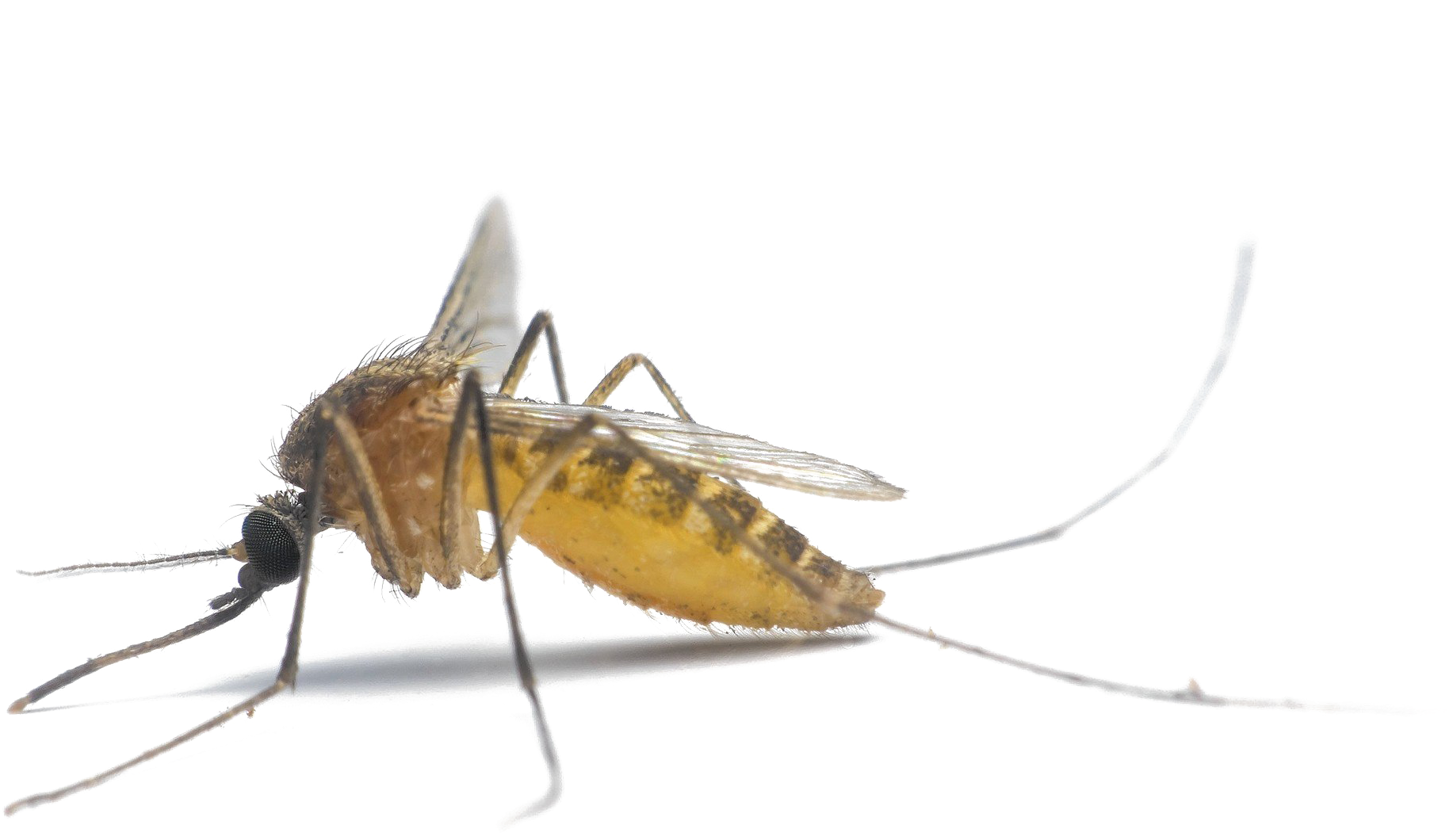 Close Up Mosquito Transparent Background