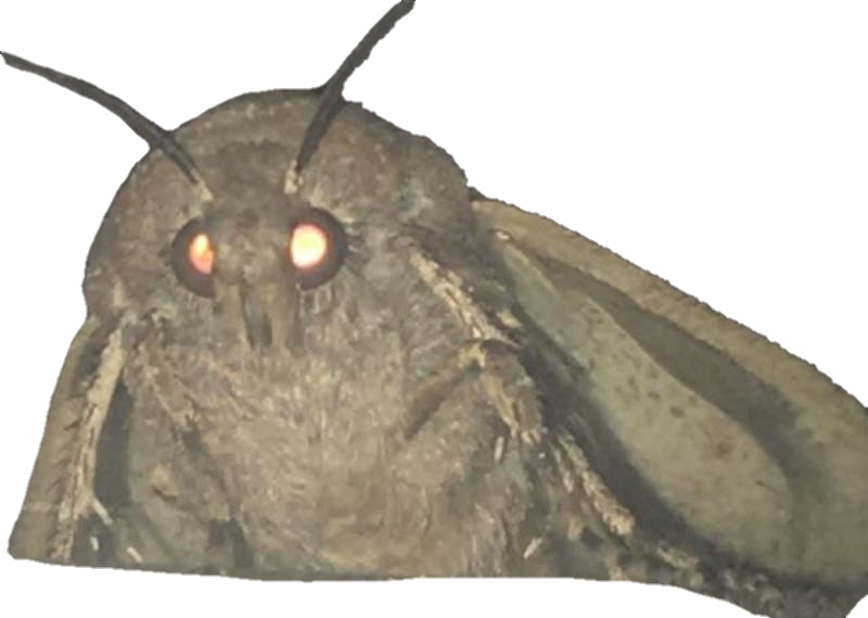 Close Up Moth Glowing Eyes