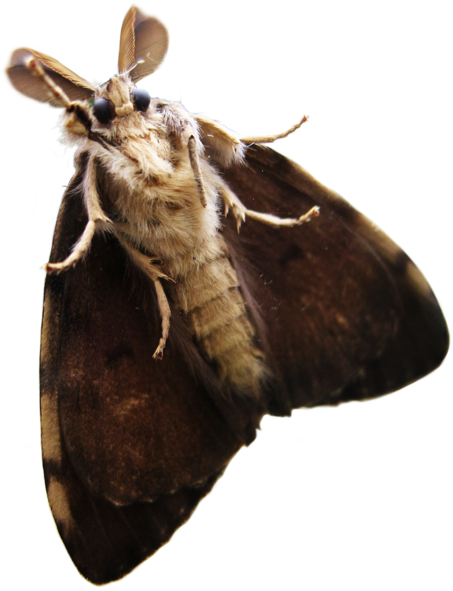 Close Up Moth Transparent Background