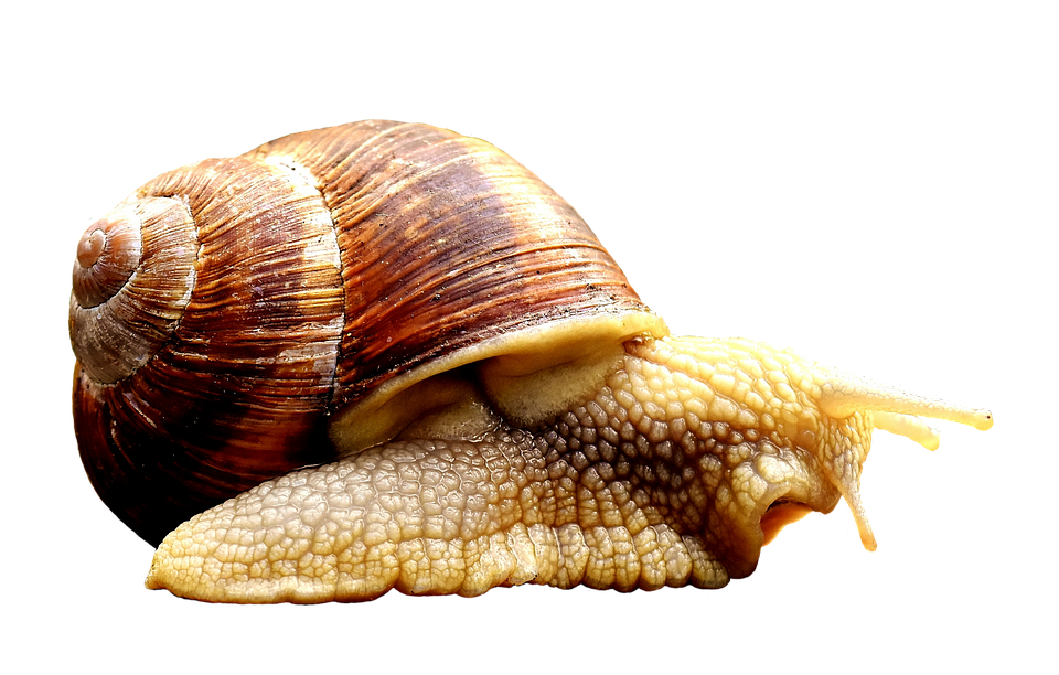 Close Up Snail Transparent Background.png