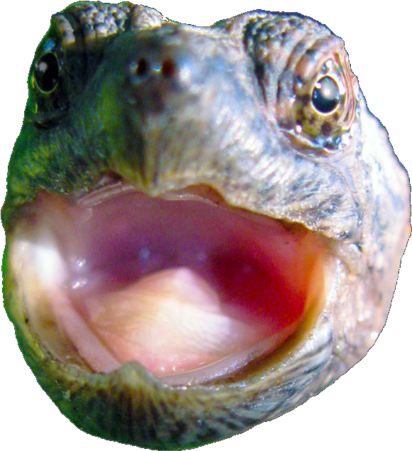 Close Up Turtle Mouth