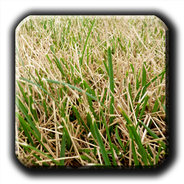 Closeup Green Grass Texture