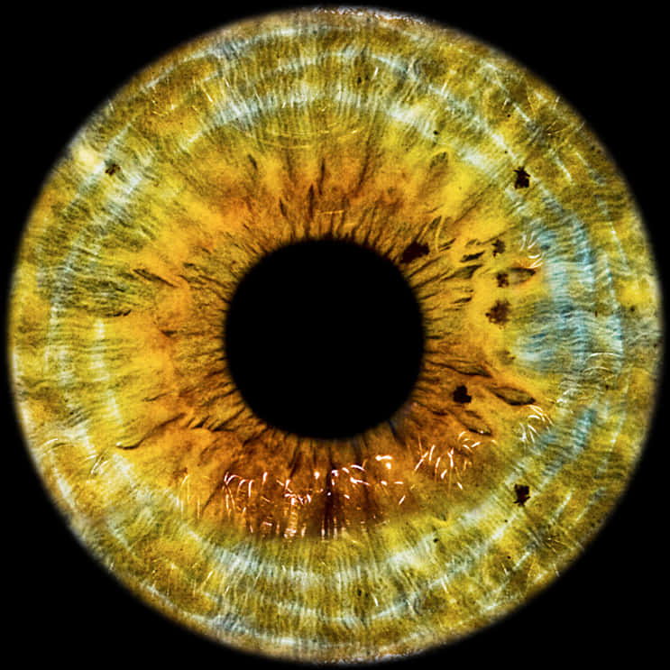 Closeup Human Eye Iris Texture