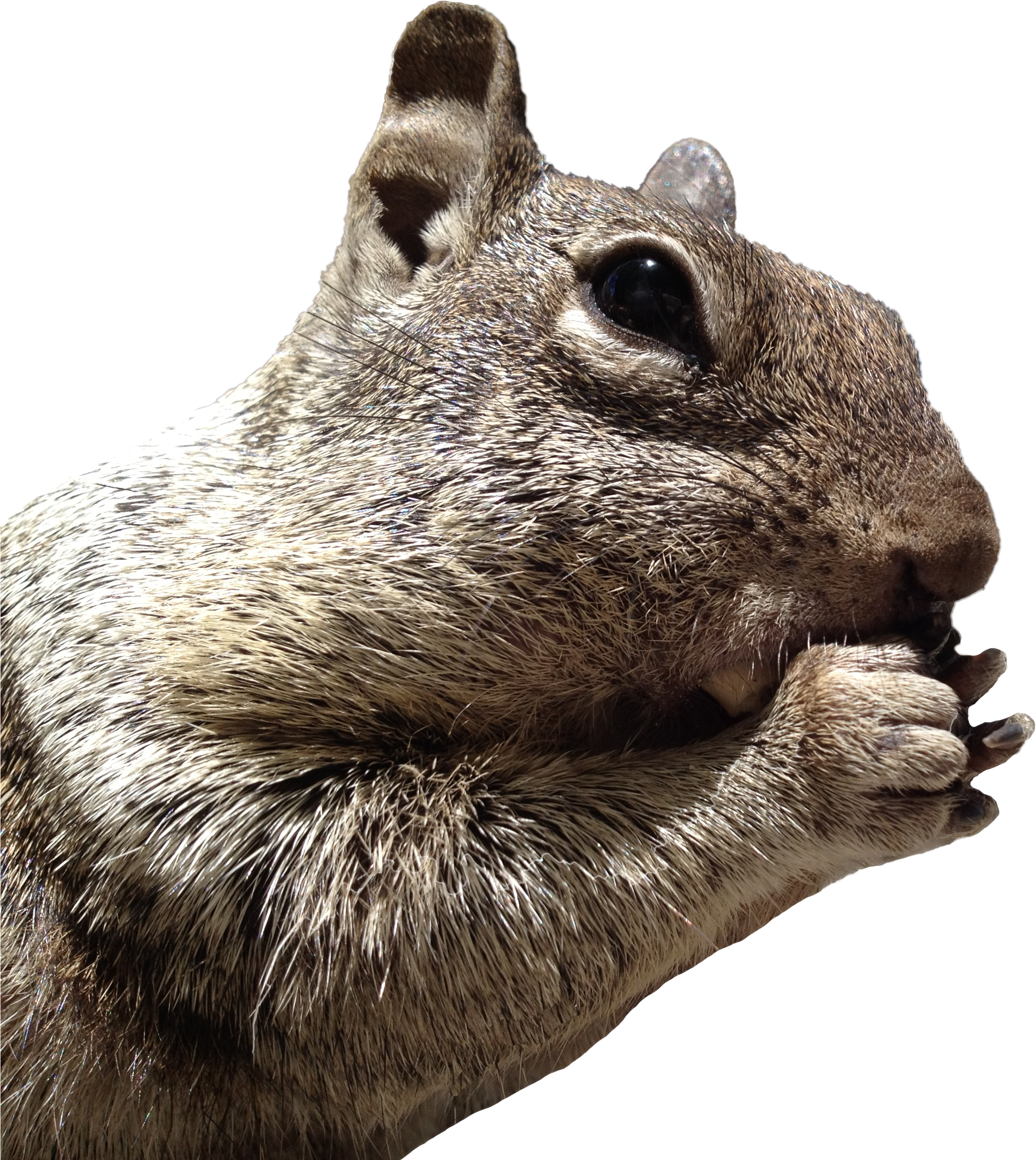 Closeup Squirrel Eating Nut