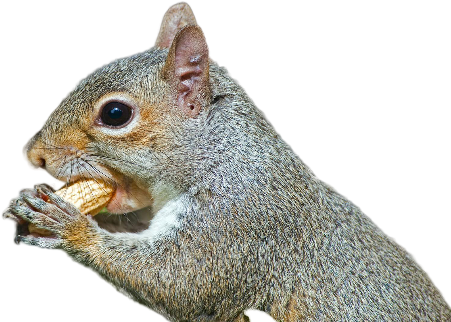 Closeup Squirrel Eating Nut.jpg