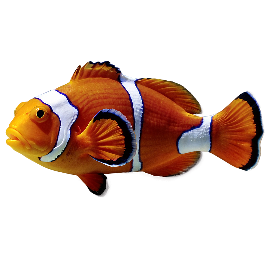 Clown Fish Png Mvb