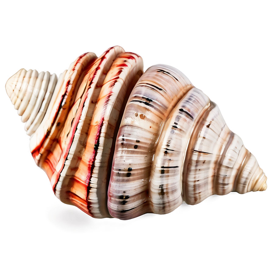 Coastal Conch Shell Decoration Png Gdr