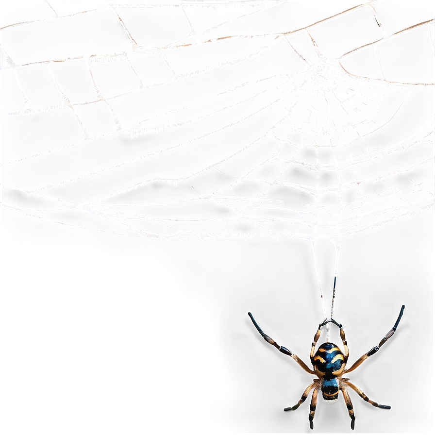 Cobweb With Spiders Png 06132024