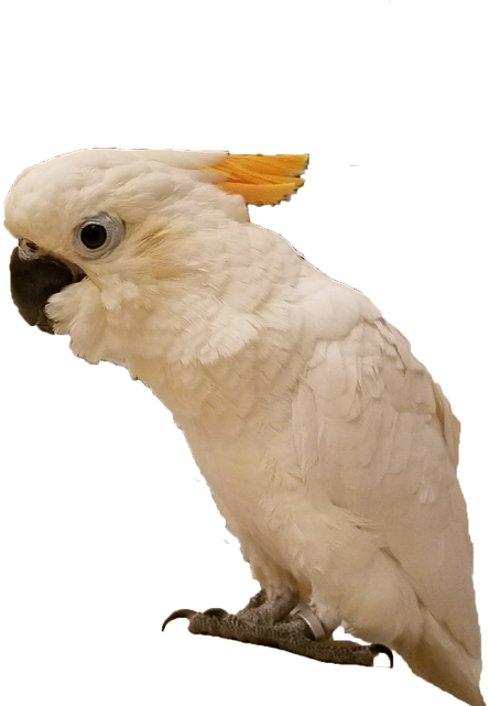 Cockatoo Profile Pose