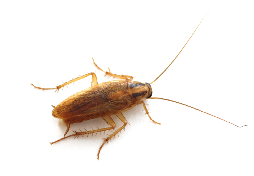 Cockroach Transparent Background.png