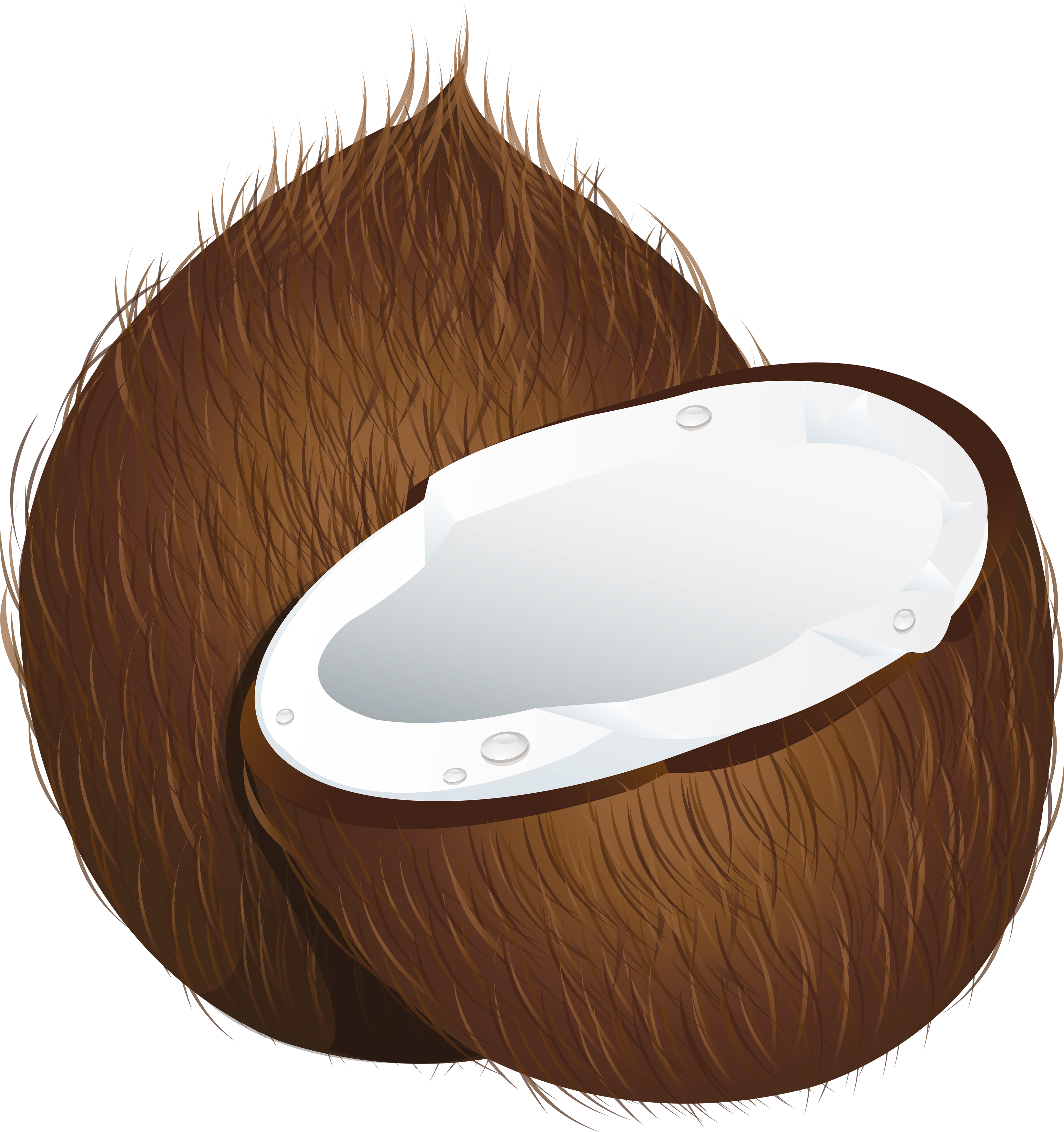 Coconut Half Illustration