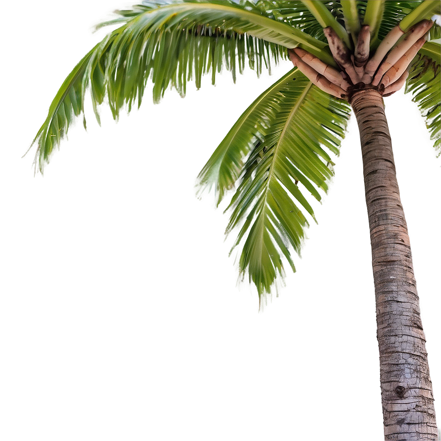 Coconut Tree And Sea Png 06202024