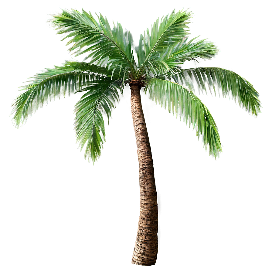 Coconut Tree Branch Png 06202024