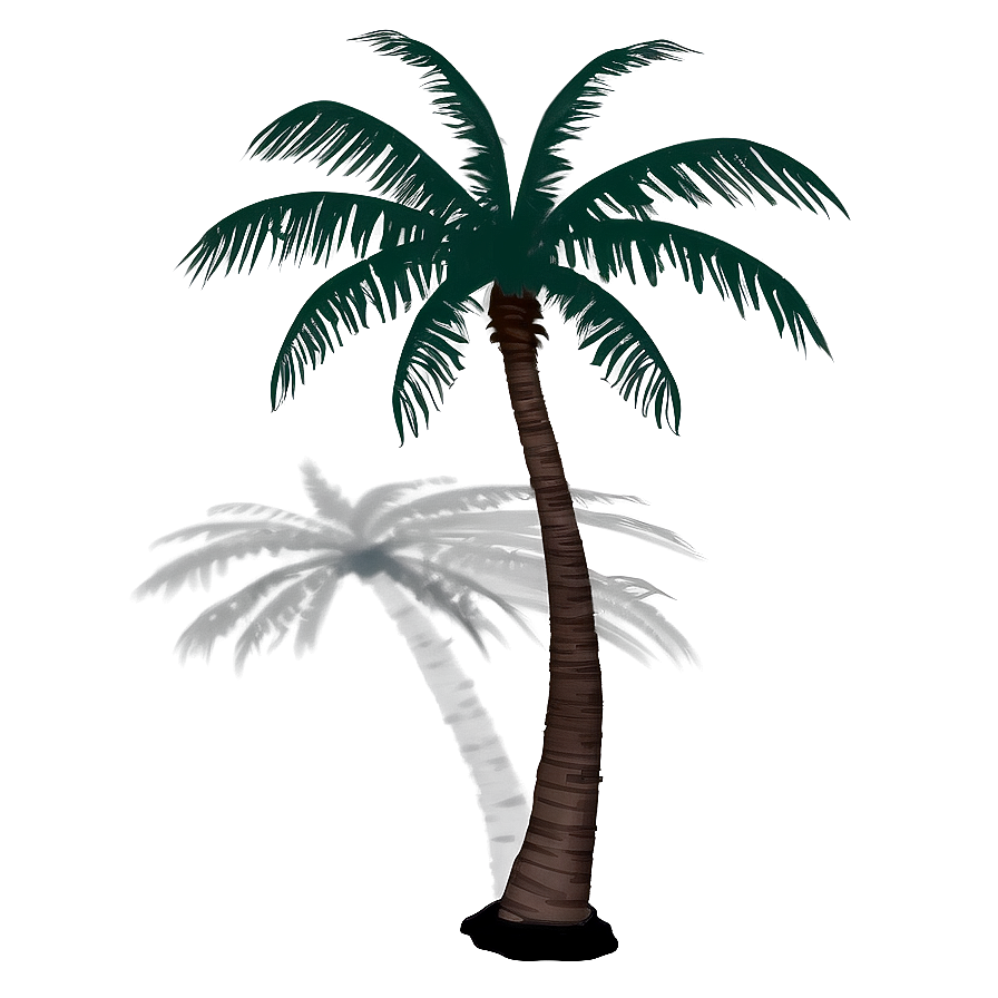 Coconut Tree Shadow Png 50