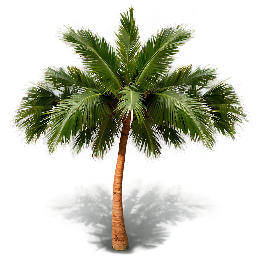 Coconut Tree With Birds Png 06202024