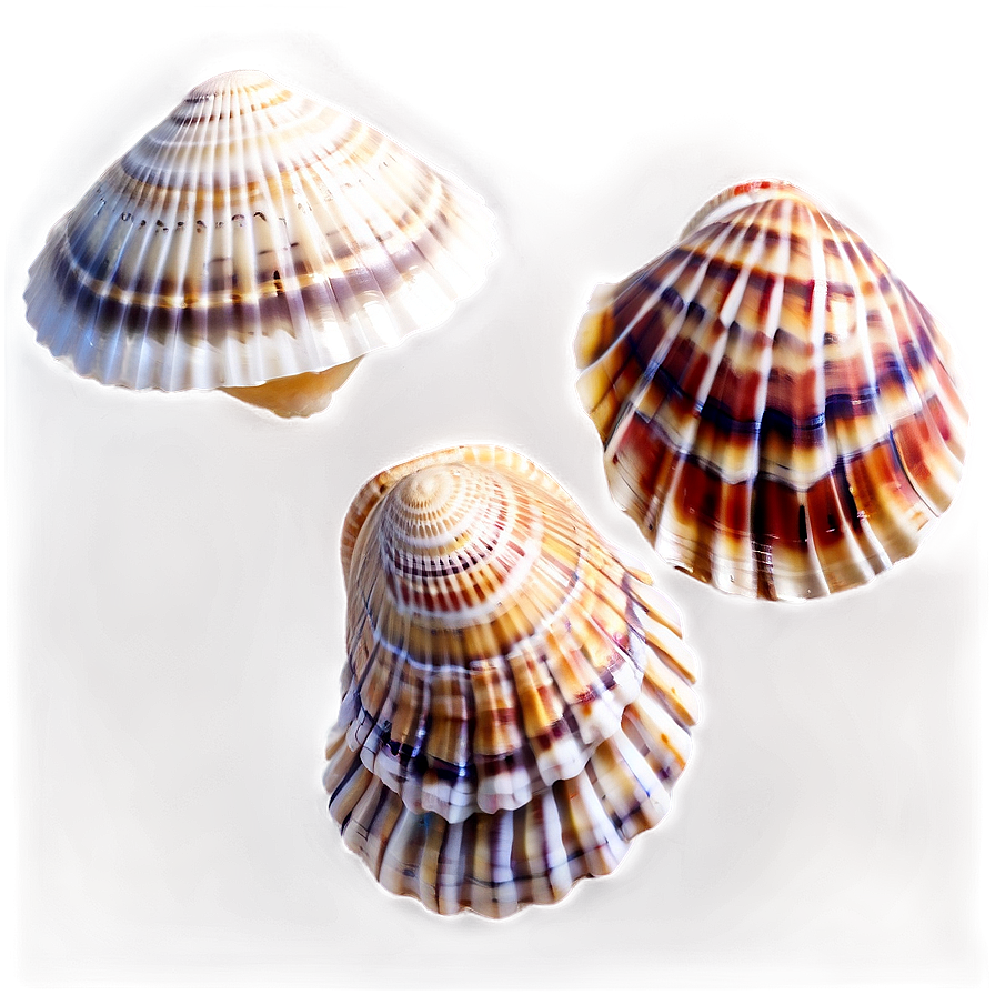 Color Sorted Shells Png Djg