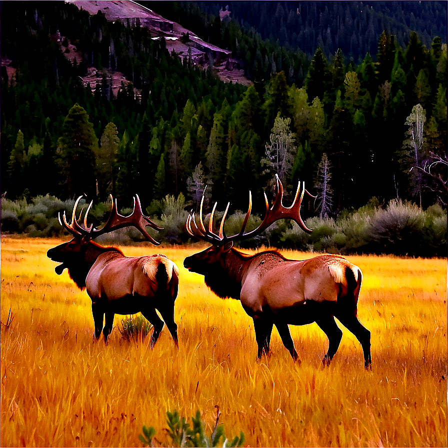 Colorado Elk Herds Png 06112024