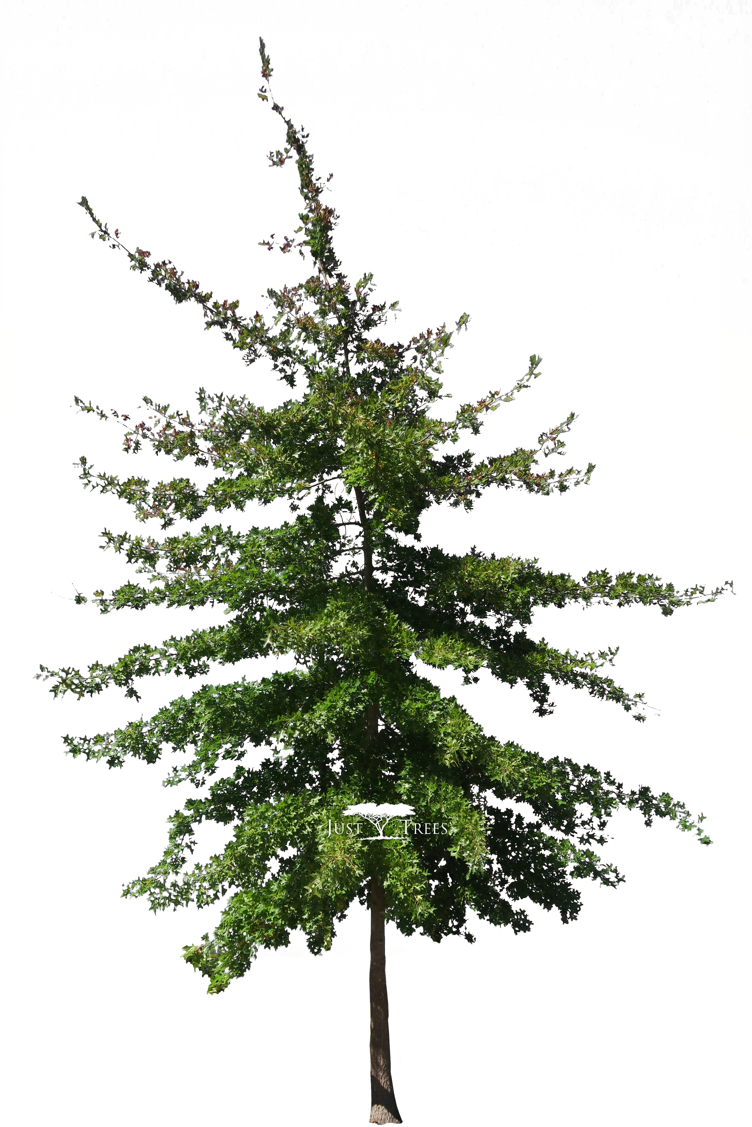 Colorado Evergreen Tree Isolated