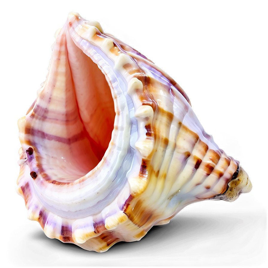 Colored Conch Shell Png Jgt