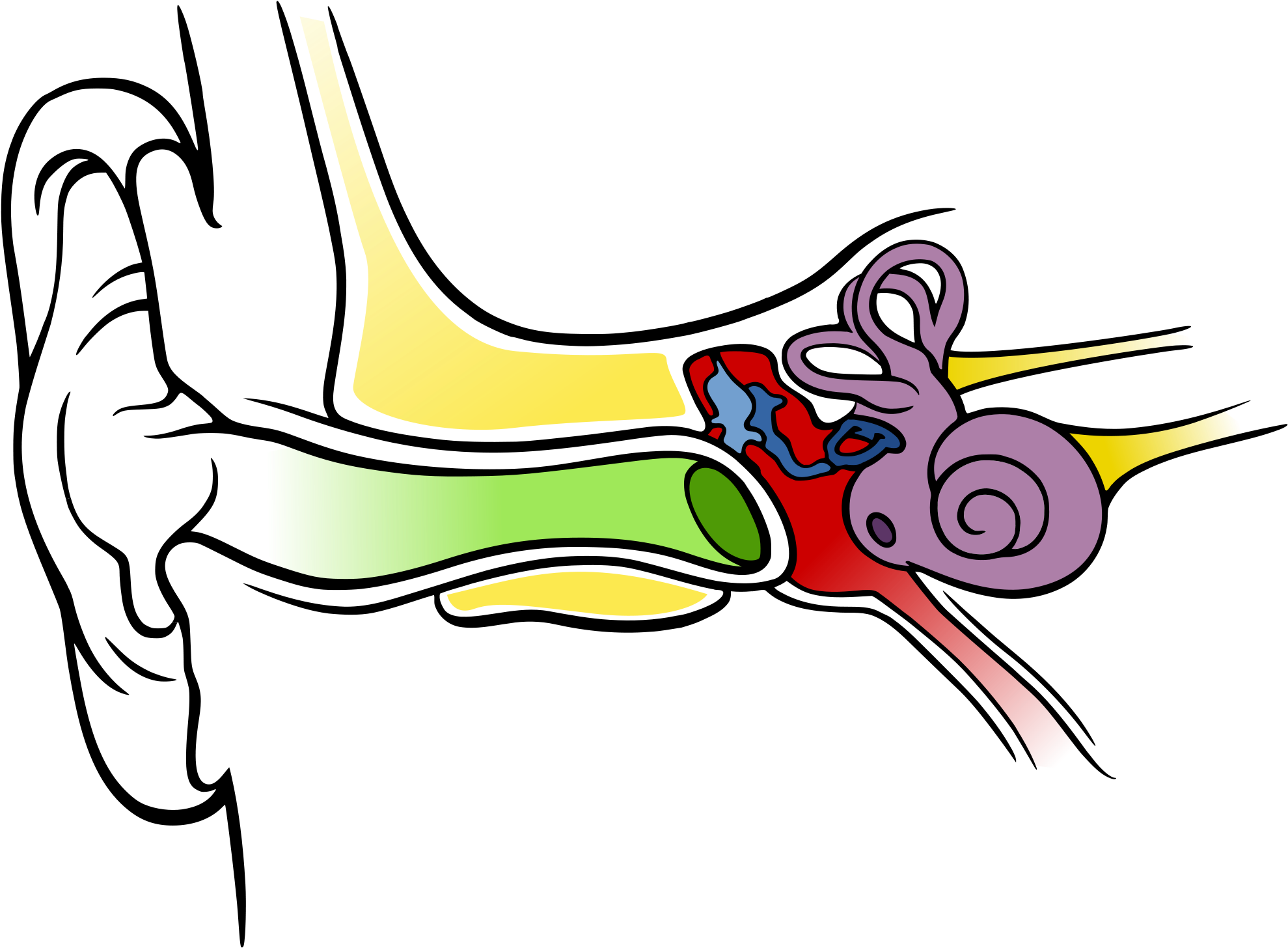 Colorful Anatomyof Human Ear