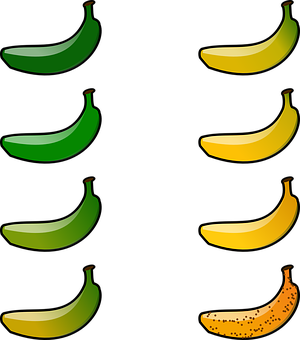 Colorful Banana Ripeness Stages