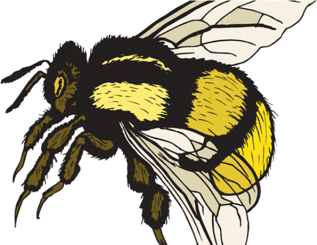 Colorful Bee Clipart