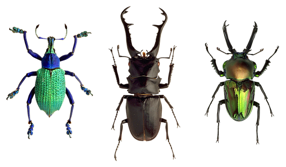 Colorful Beetles Triad