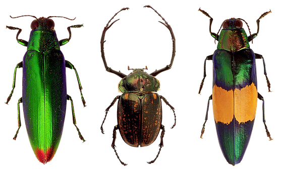 Colorful Beetles Triptych