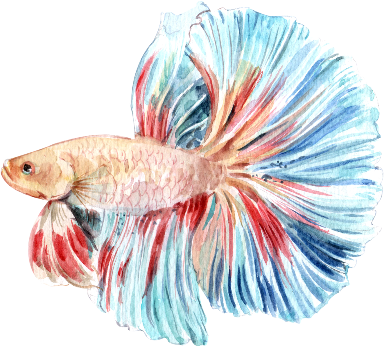 Colorful Betta Fish Illustration