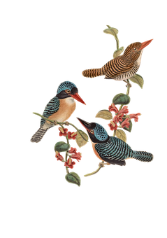 Colorful Birds Illustration