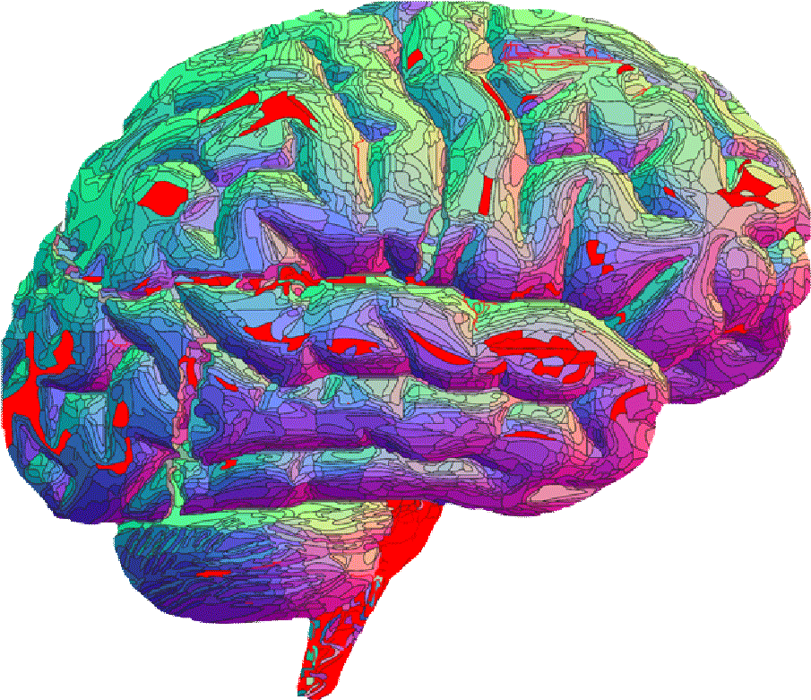 Colorful Brain M R I Scan