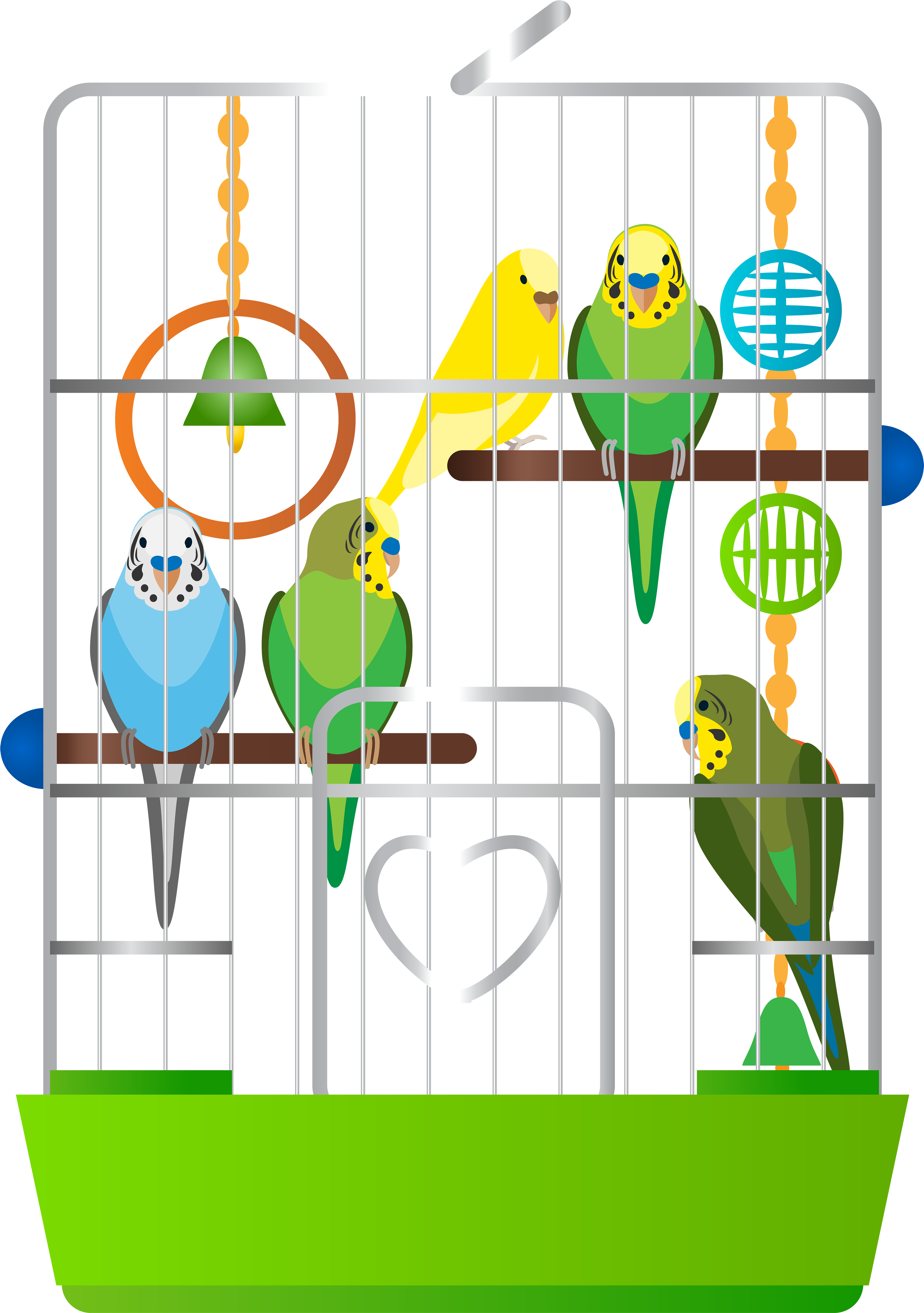 Colorful Budgerigarsin Cage