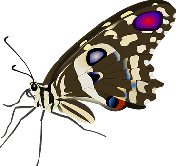 Colorful Butterfly Illustration