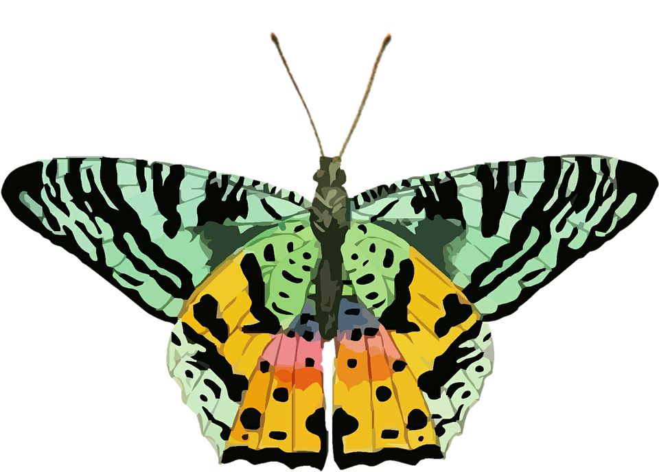 Colorful Butterfly Illustration