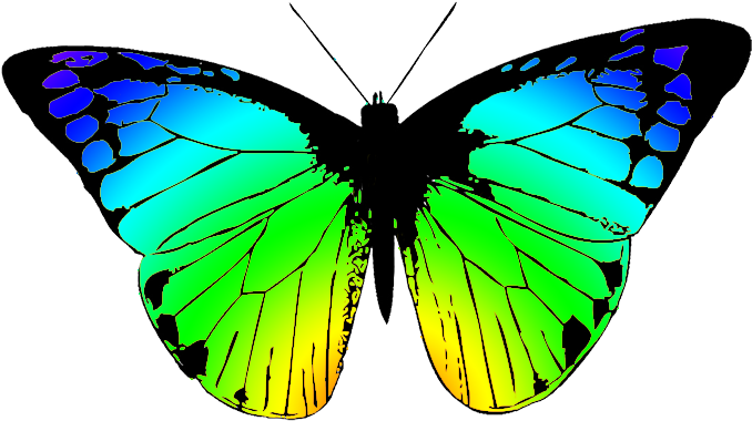 Colorful Butterfly Illustration