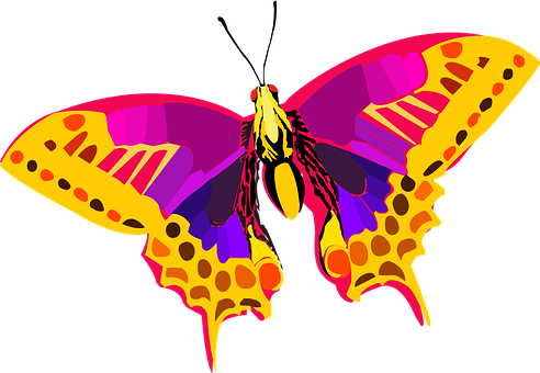 Colorful Butterfly Illustration