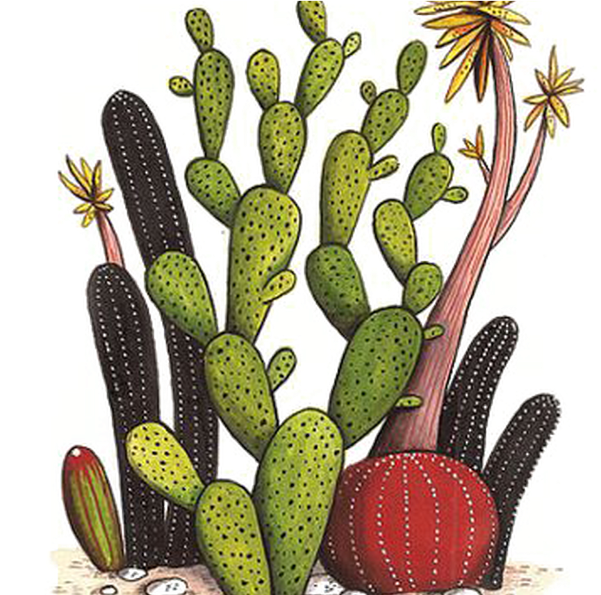 Colorful Cactus Collection Drawing