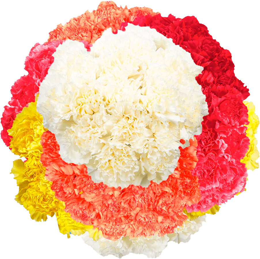 Colorful Carnation Flower Arrangement