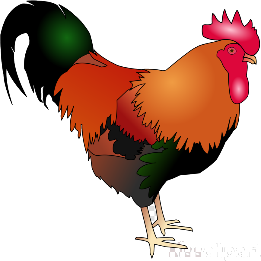 Colorful Cartoon Rooster Illustration