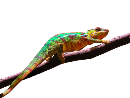 Colorful Chameleonon Branch.jpg