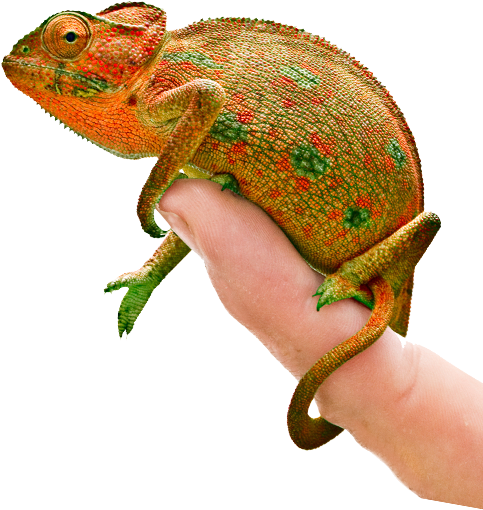 Colorful Chameleonon Human Hand