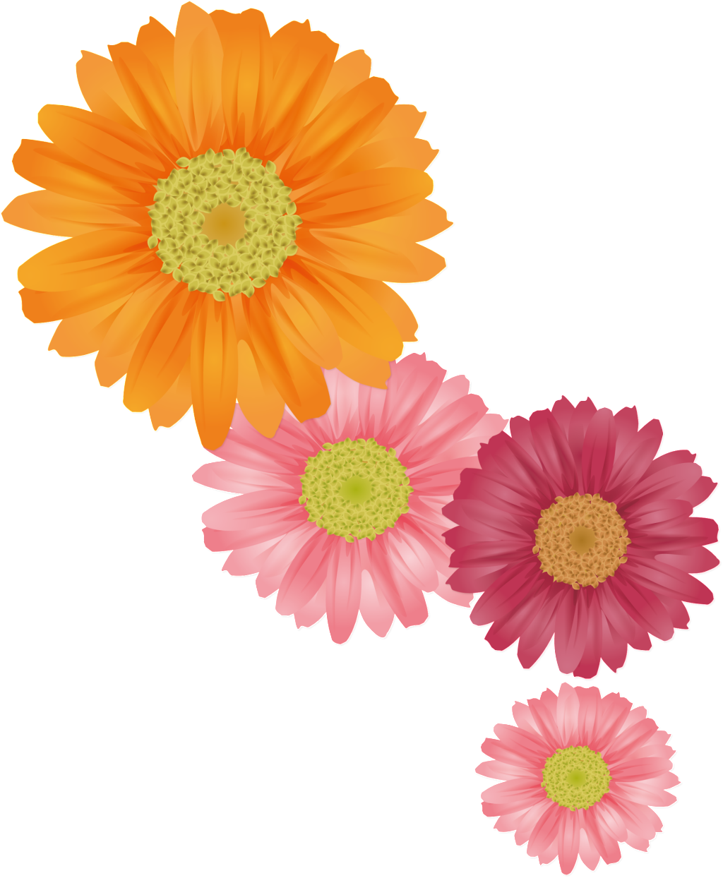 Colorful Chrysanthemums Illustration