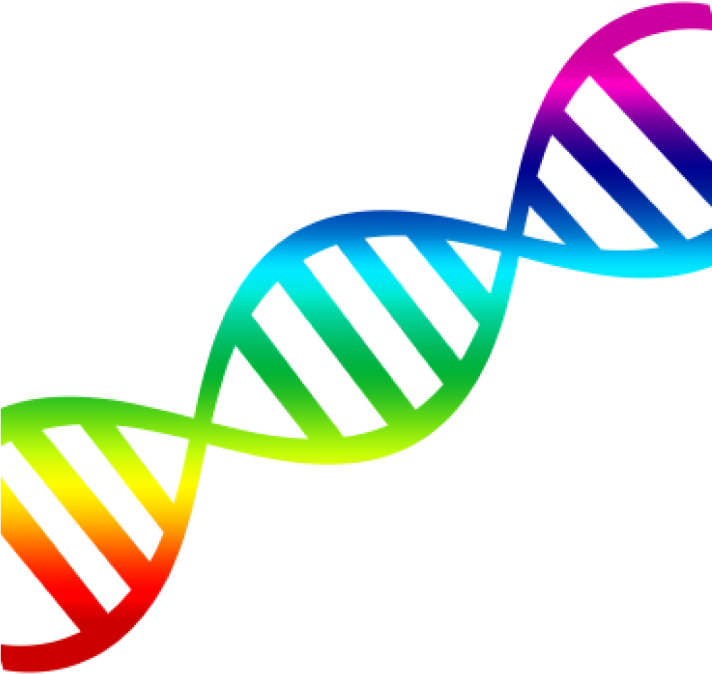 Colorful D N A Structure Illustration