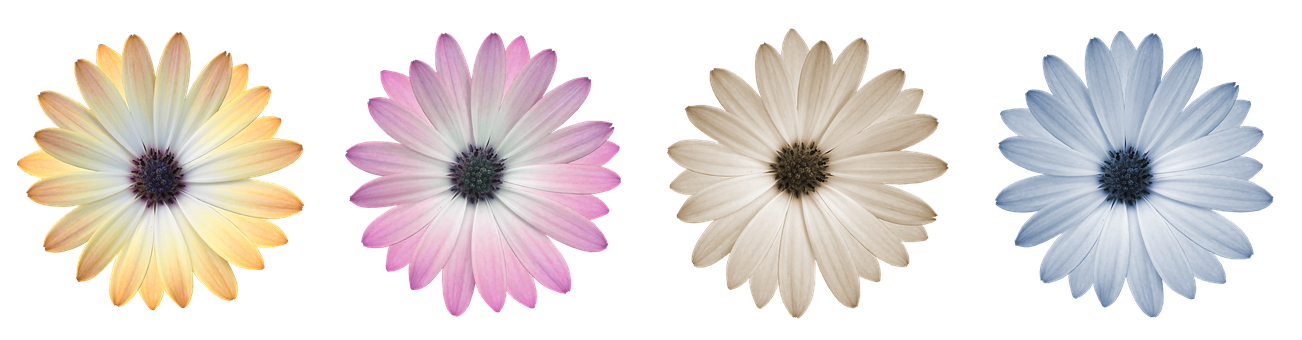 Colorful Daisy Collection