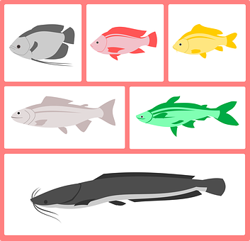 Colorful Fish Vector Illustration