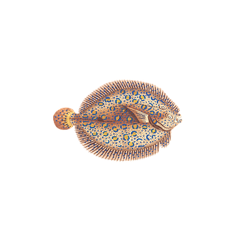 Colorful Flounder Illustration