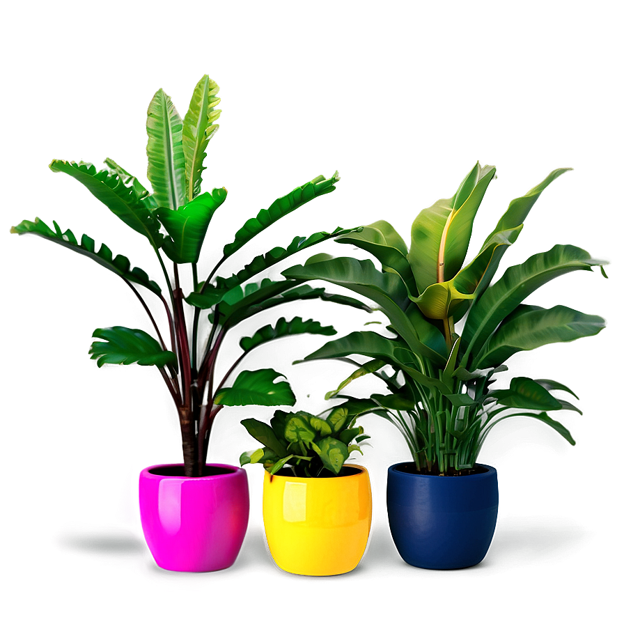 Colorful Houseplant Png 06202024